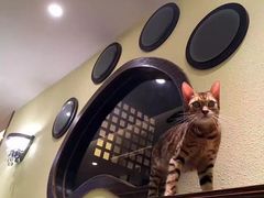 -more than meow吴止猫主题餐厅(承德 中船汇店)