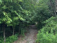 -长虫山生态公园风景林