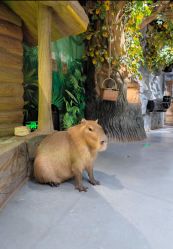 -Zoolung Zoolung动物主题公园(海信广场店)