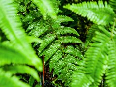 -萍乡武功山风景名胜区