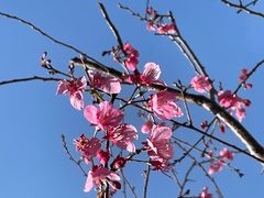 -天适樱花悠乐园