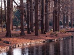 -上海共青森林公园