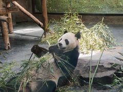 -上海野生动物园