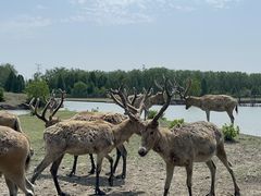 -溱湖国家湿地公园