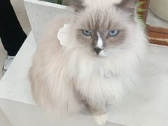 -共舞时光猫咖·狗咖(新街口店)