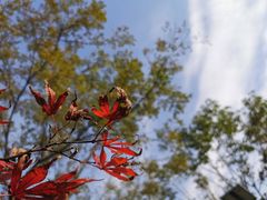 -洨河生态公园