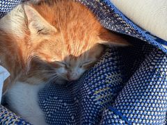 -达爱动物医院·犬猫分区·CT·复杂眼科(远洋山水分院)