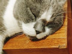 -猫小院猫主题咖啡厅(北锣店)
