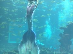 -海棠湾洲际-涛·海底餐厅·美人鱼·自助餐·海底隧道