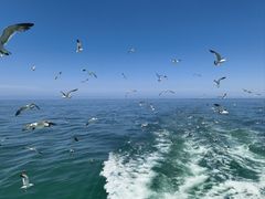 -海驴岛(荣成市)