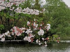 -新江湾城公园