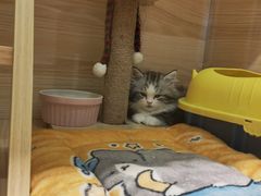 -momokira米努特·德文卷毛猫·棉花面纱犬