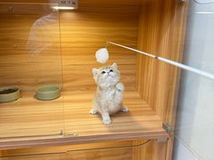 -猫十亿·布偶金渐层·曼基康矮脚猫舍(青年路店)