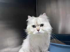 -瑞派申生动物医院·24H夜诊·国际动物医疗中心·骨外科(吴中路店)