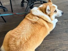 -肥朵食堂(带梦胡同店)