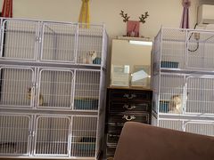 -喵百万·布偶·蓝金金渐层英短·猫舍(百子湾店)