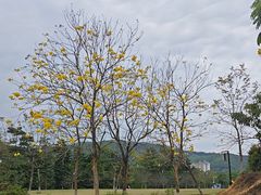 -大屏嶂森林公园