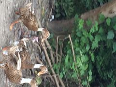 -马陆小张葡萄园农家乐