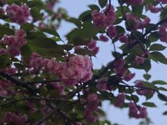 -HappyMiss花满楼·鲜花饼·鲜花茶·伴手礼(上海环球港店)