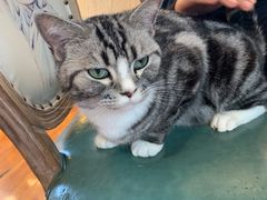-猫小院猫主题餐厅(南锣旗舰店)