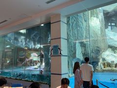 -帝企鹅自助餐厅•儿童岛•真企鹅(长隆企鹅酒店)