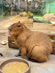 -Zoolung Zoolung动物主题公园(海信广场店)