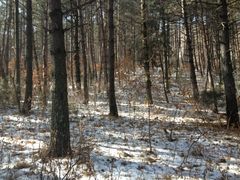 阳光照在帽儿山上-帽儿山国家森林公园