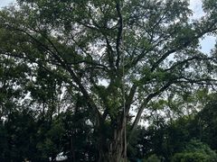 -云南勐巴娜西珍奇园