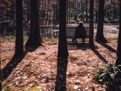 -上海共青森林公园