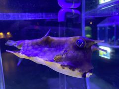 -太平洋海底世界