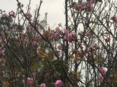 -金鸡山公园