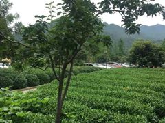 -听风阁农家私房菜茶楼(龙坞店)