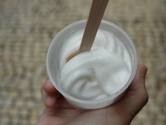 -洪馨椰子