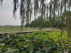 -石家庄市植物园