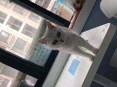 -喵的天空名猫咖啡馆·撸猫·猫舍·用品