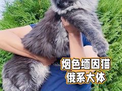 -十年猫舍·猫咪专门店(普陀店)