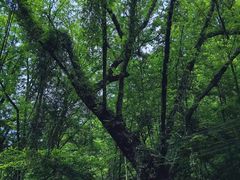 -会稽山峡洞漂流-上青古道