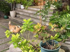 -谷咖啡·鲜花绿植花园餐厅