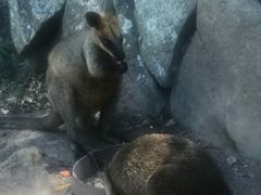 -可伦宾野生动物保护区
