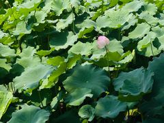 -四川大学(华西校区)