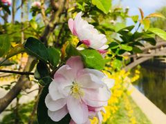 -海棠花溪(元大都城垣遗址公园)