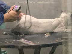 -萌萌喵宠物(百水芊城阅水坊店)