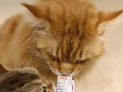 -藏猫猫咖啡主题馆(中央大道店)