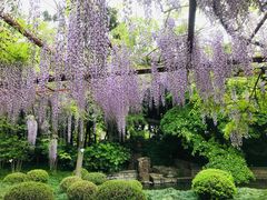 -嘉定紫藤园