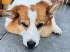 -老四川平头酸菜鱼(衙前店)