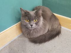 -飞行喵MR PILOT|猫舍·猫咖(静安大融城店)
