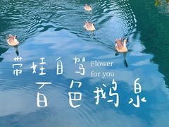 -靖西鹅泉风景区