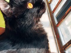 -联萌宠物医院(猫病专科)