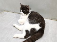 -猫儿山۰猫主题餐厅