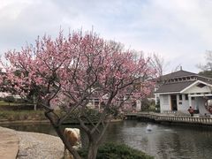 -无锡梅园公园